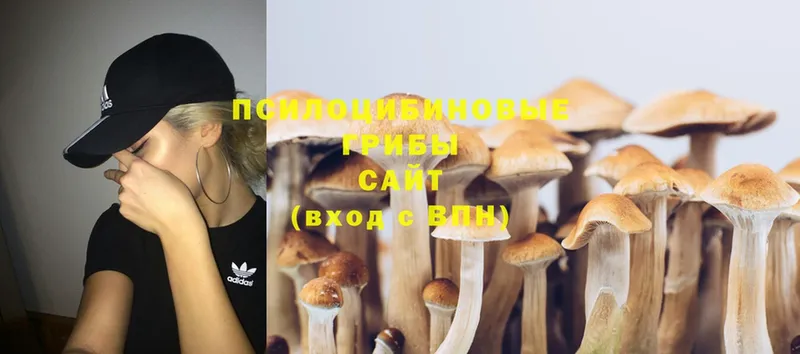 mega рабочий сайт  Калач  Псилоцибиновые грибы Psilocybe 